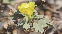 Gossypium tomentosum