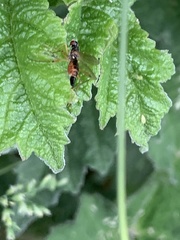 Neria commutata