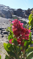 Rumex venosus