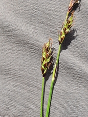 Carex sempervirens