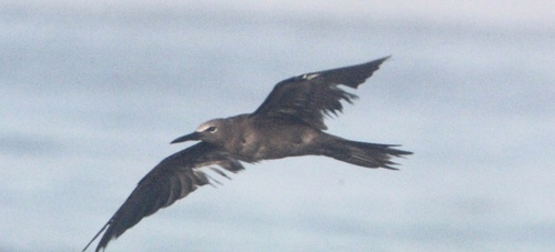 Brown Noddy (Anous stolidus)