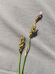 Carex sempervirens