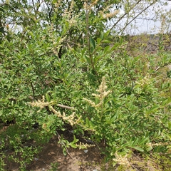 Ligustrum quihoui