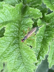 Neria commutata
