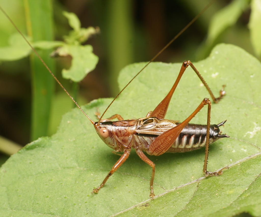 Blackish Meadow Katydid