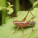 Blackish Meadow Katydid - Photo (c) selwynq, some rights reserved (CC BY-NC)
