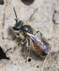 Andrena labiata
