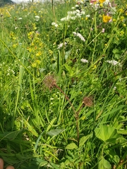 Geum montanum
