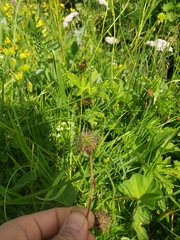 Geum montanum