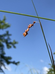 Carex davisii