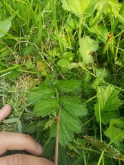 Geum montanum