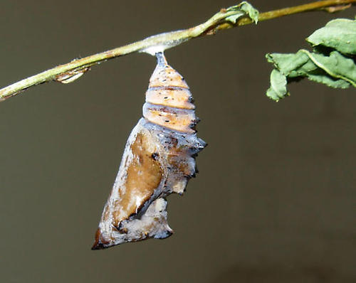 California Tortoiseshell