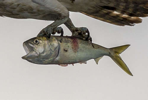 Atlantic menhaden (Brevoortia tyrannus) — Clupeidae — 2