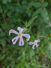 Silene noctiflora