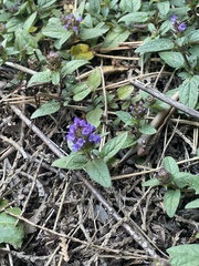 Prunella vulgaris vulgaris