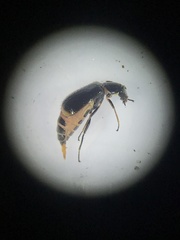Attalus terminalis