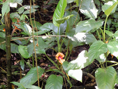 Dieffenbachia wendlandii