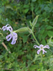 Silene noctiflora
