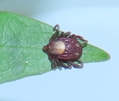 Rhipicephalus maculatus