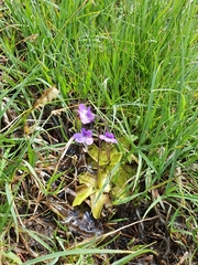 Pinguicula