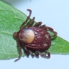 Rhipicephalus maculatus