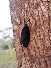 Histia flabellicornis