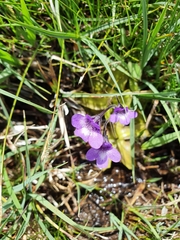 Pinguicula