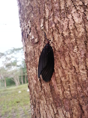 Histia flabellicornis