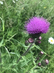Cirsium heterophyllum