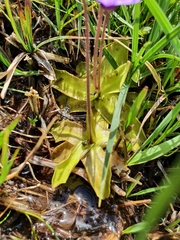 Pinguicula
