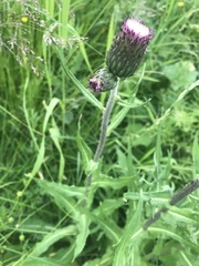 Cirsium heterophyllum