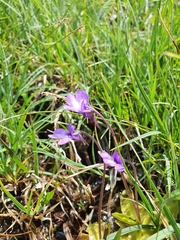 Pinguicula