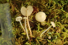 Marasmius wynneae
