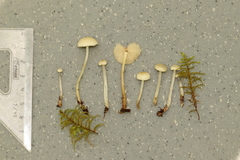 Marasmius wynneae