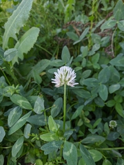 Trifolium ambiguum