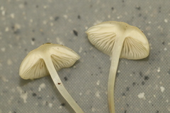 Marasmius wynneae