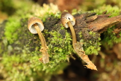 Mycena viridimarginata