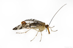 Panorpa submaculosa