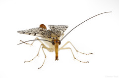 Panorpa submaculosa
