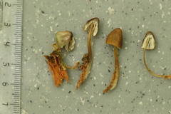 Mycena viridimarginata