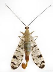 Panorpa submaculosa