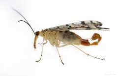 Panorpa submaculosa