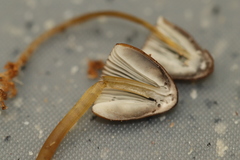 Mycena viridimarginata