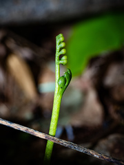 Botrychium tenebrosum