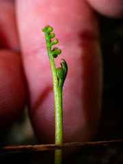 Botrychium tenebrosum