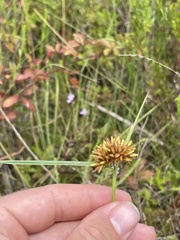 Rhynchospora indianolensis