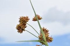 Rhynchospora indianolensis