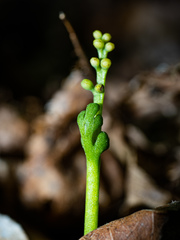 Botrychium tenebrosum