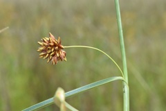 Rhynchospora indianolensis