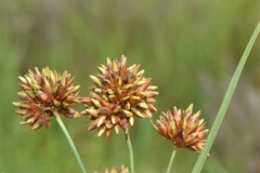 Rhynchospora indianolensis